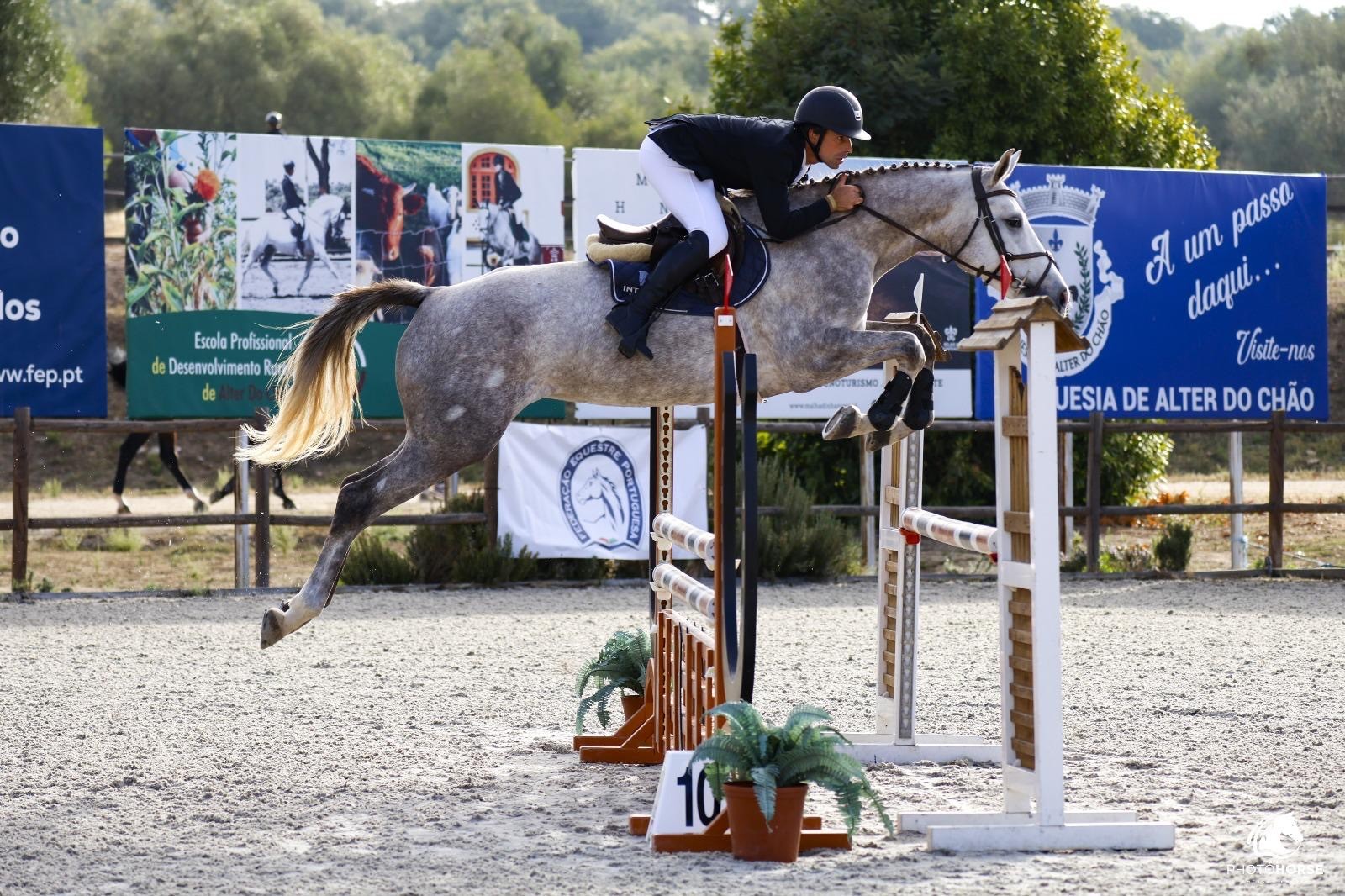 horse